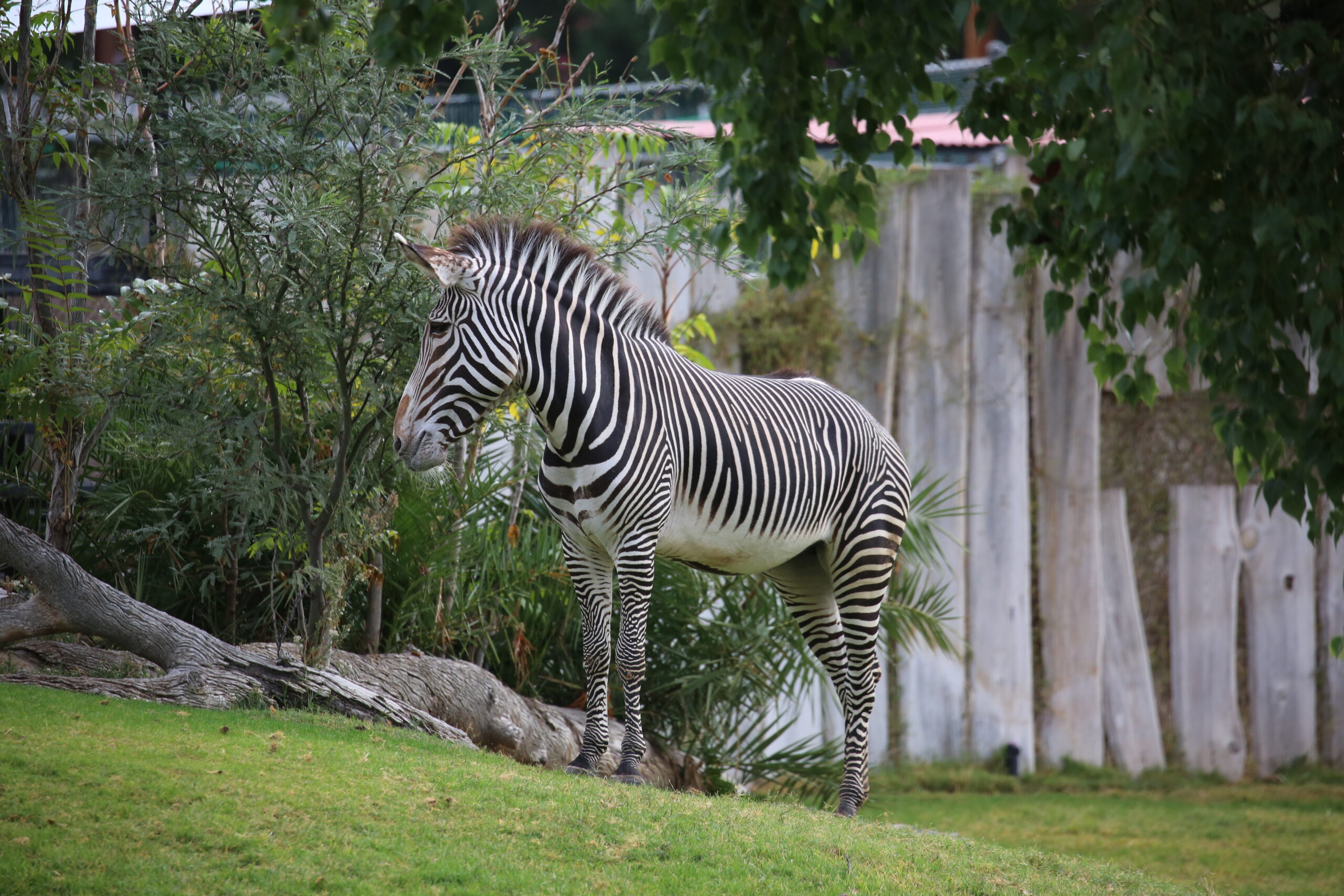 Stripes on the Move: Good News at Reid Park Zoo is Good News for Endangered Grevy’s Zebra