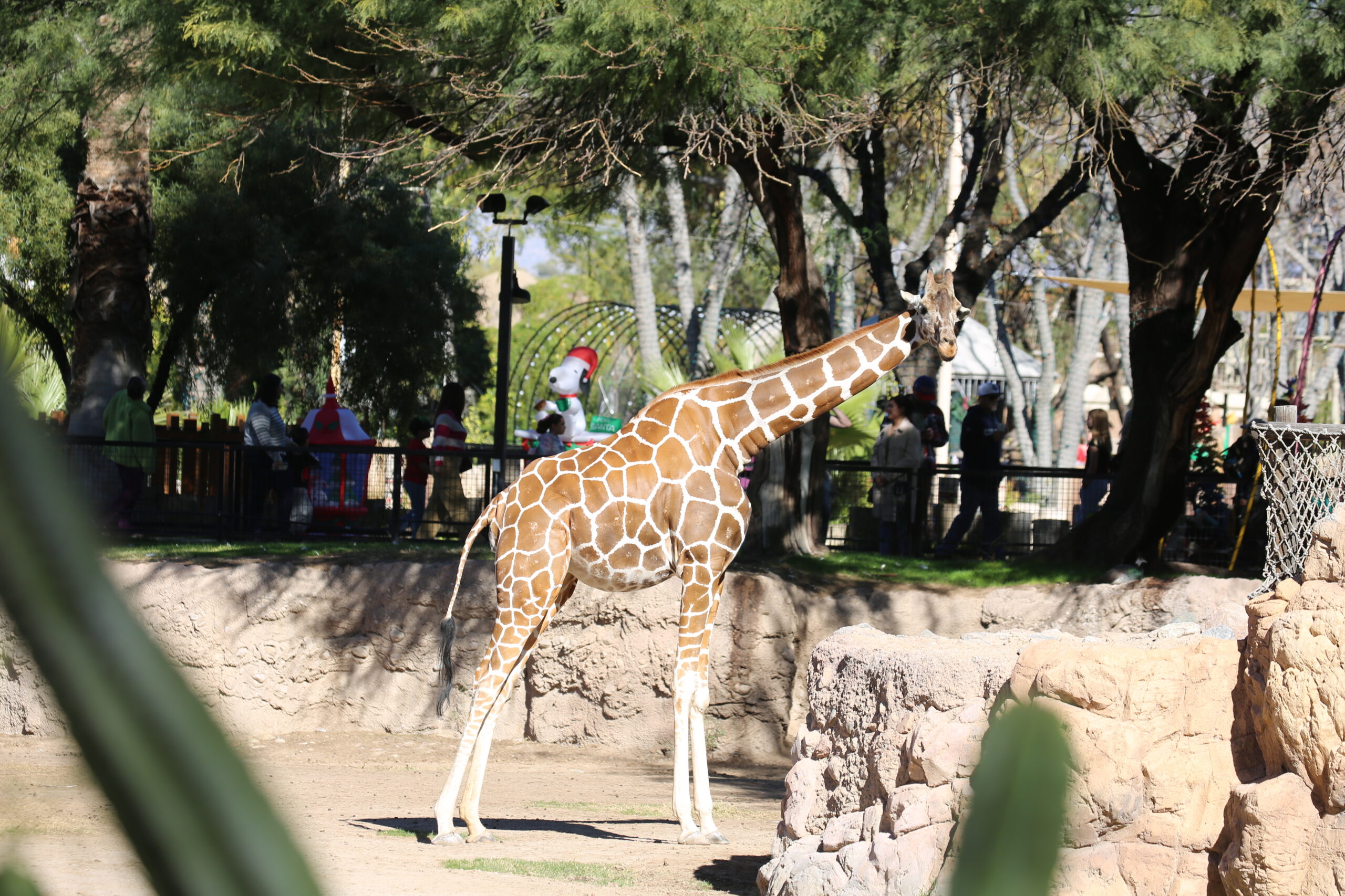 Giraffe Calf Expected at Reid Park Zoo, Animal Care Team on “Baby Watch”