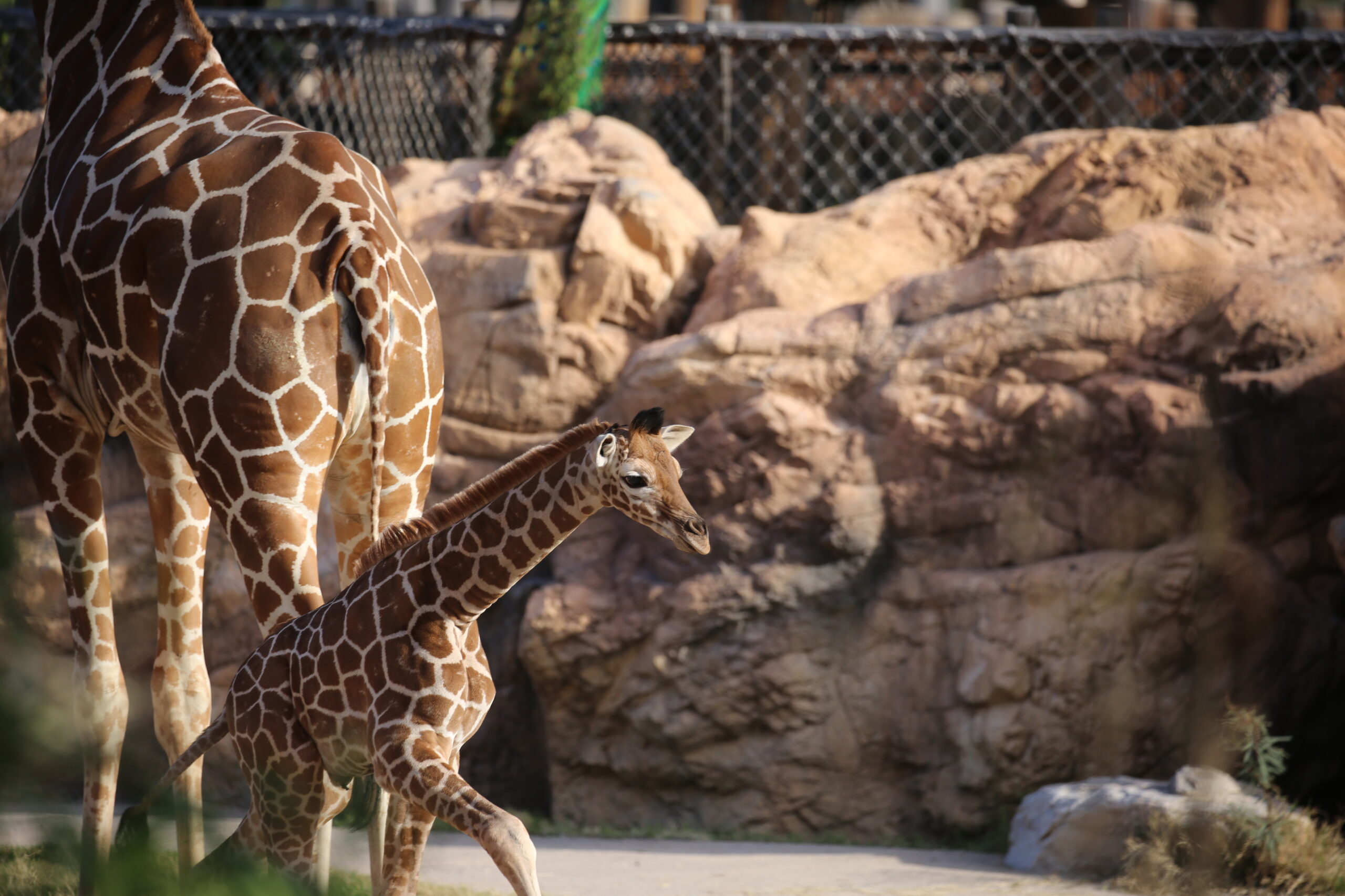 Help Name Reid Park Zoo’s Giraffe Calf