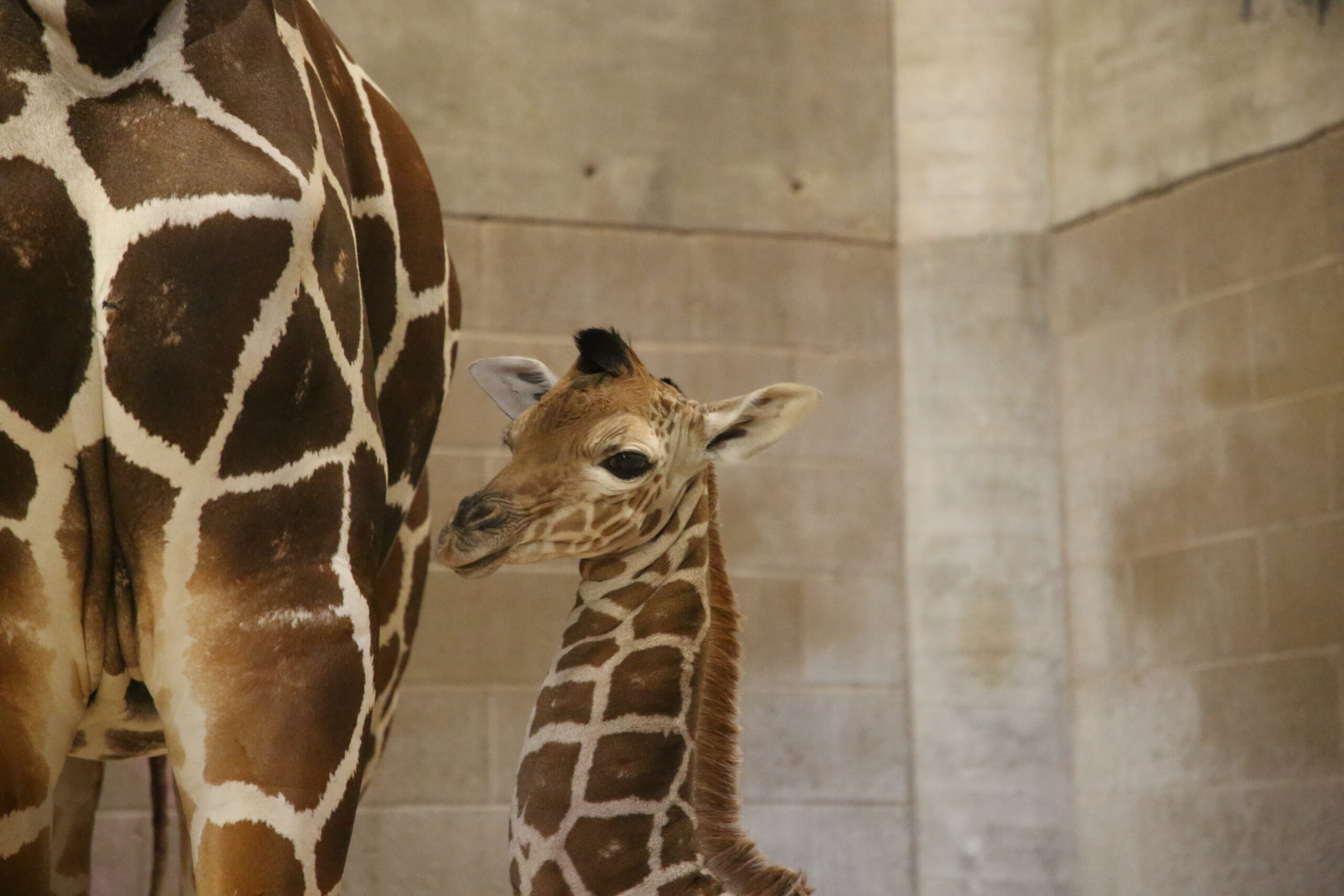 Reid Park Zoo Welcomes Giraffe Calf Born on MLK Day