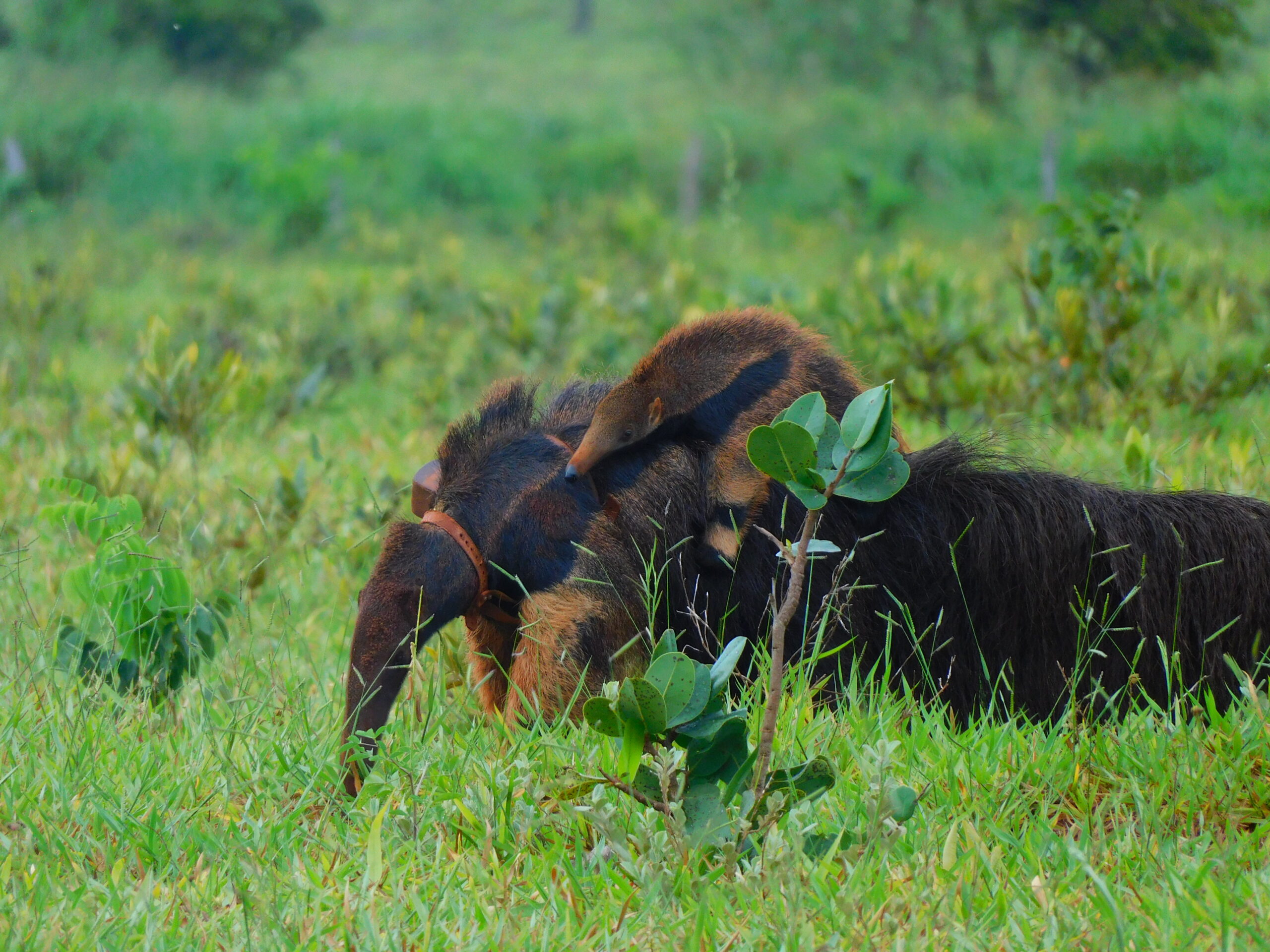 Wild Anteater Pup Naming Contest Winner