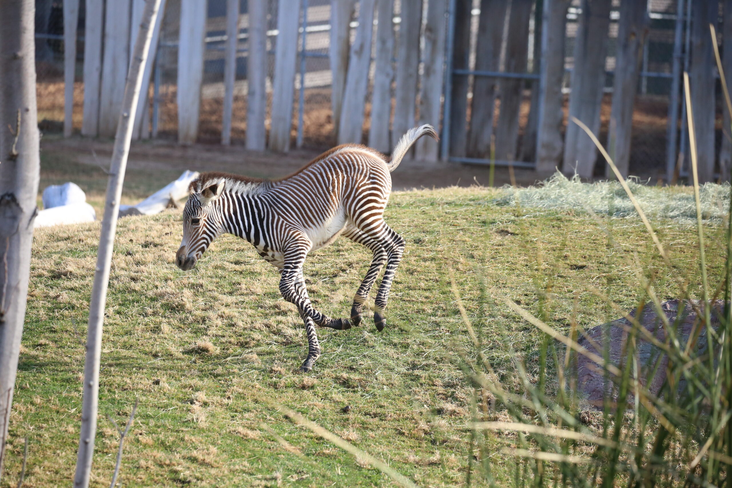 Reid Park Zoo’s Zebra Foal Has a Name: Introducing “Tikiti”