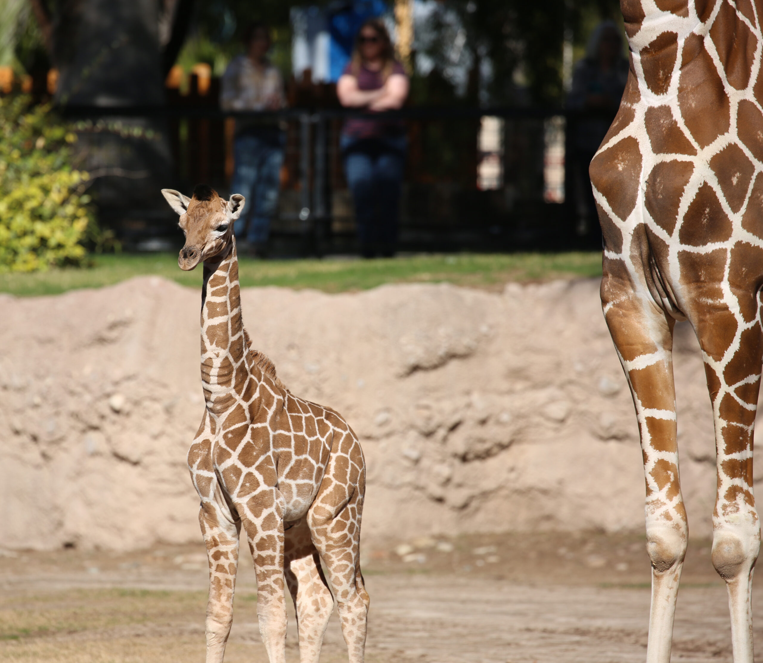 Giraffe Calf Gets His Name