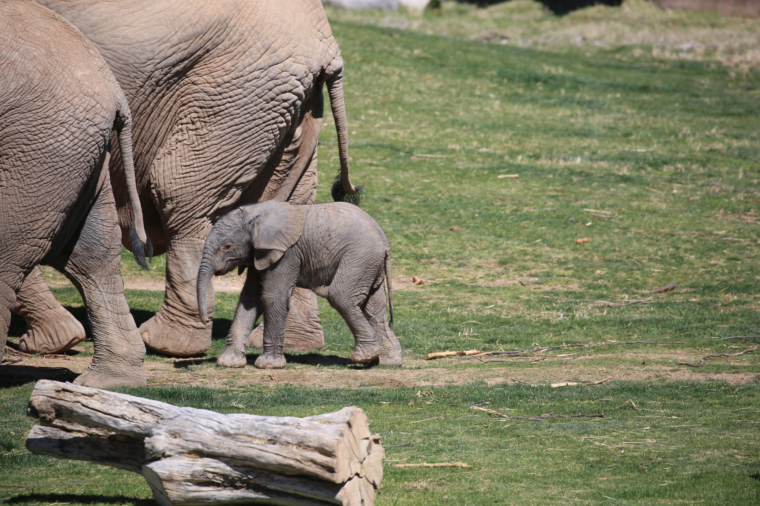 Elephant Calf Born at Reid Park Zoo