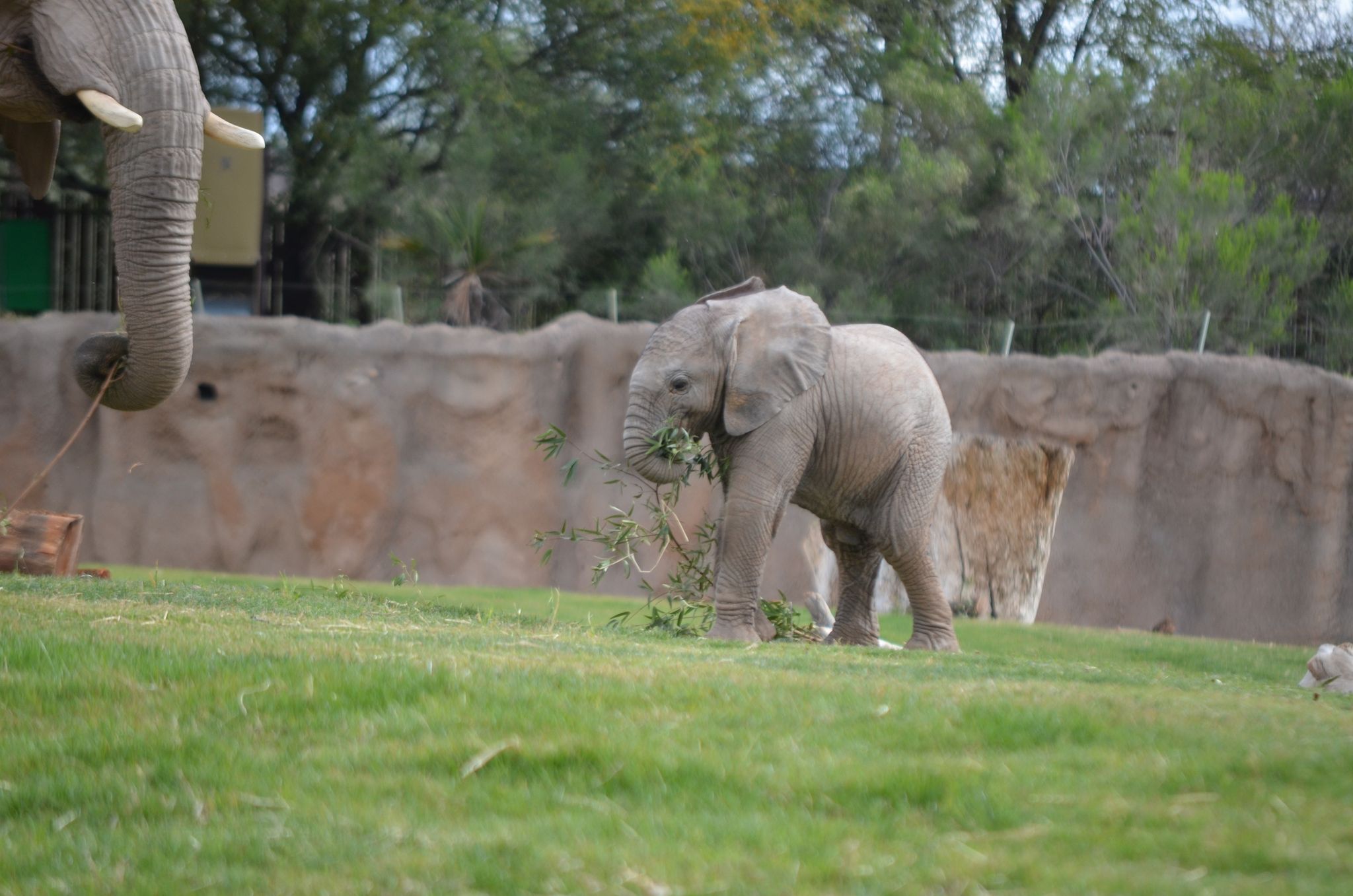 Help Name Reid Park Zoo’s Elephant Calf