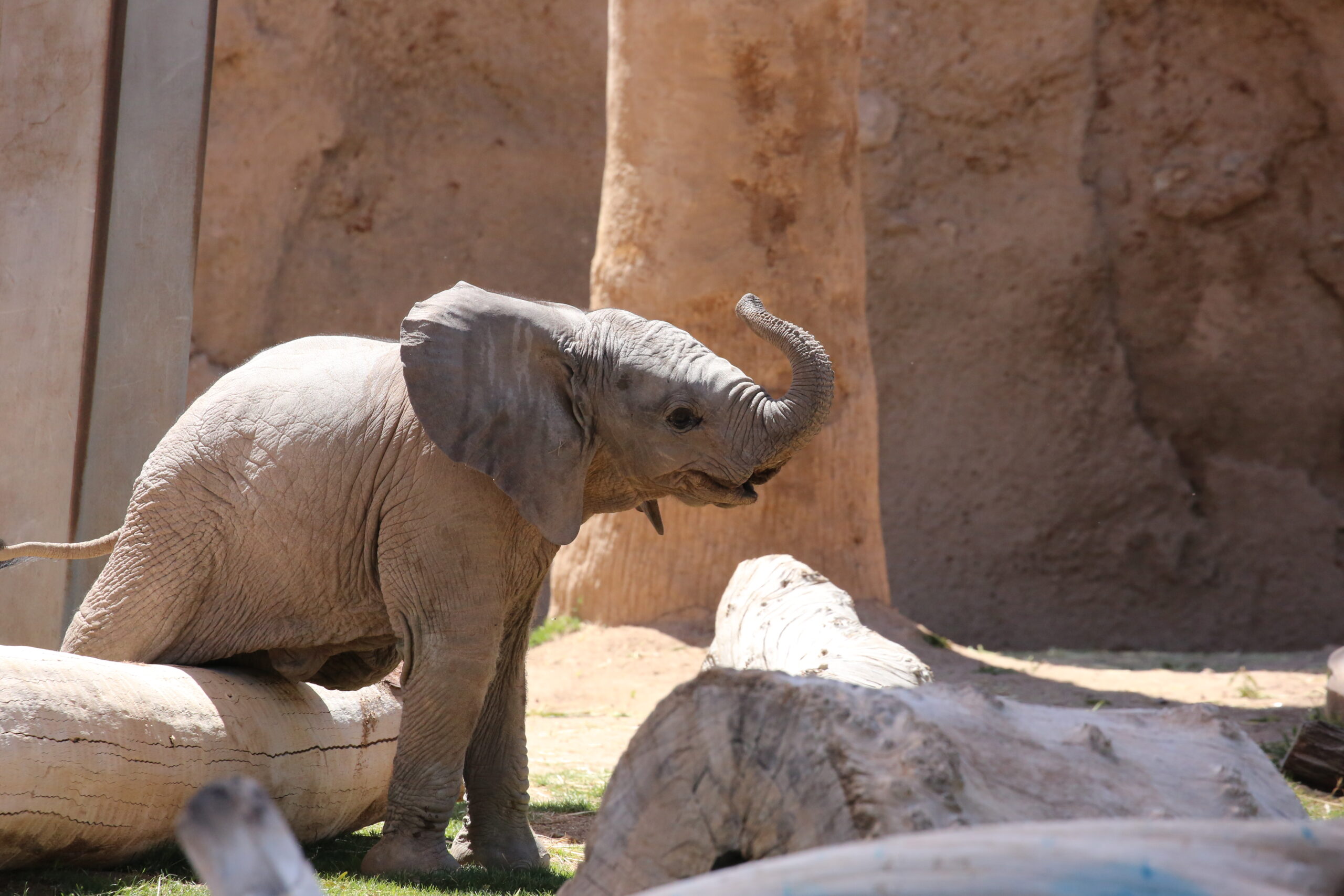 Elephant Calf Named “Meru” in Community Poll 