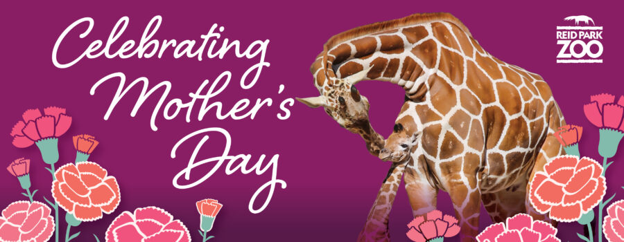 Email Headers – Mothers Day 2024 (1)