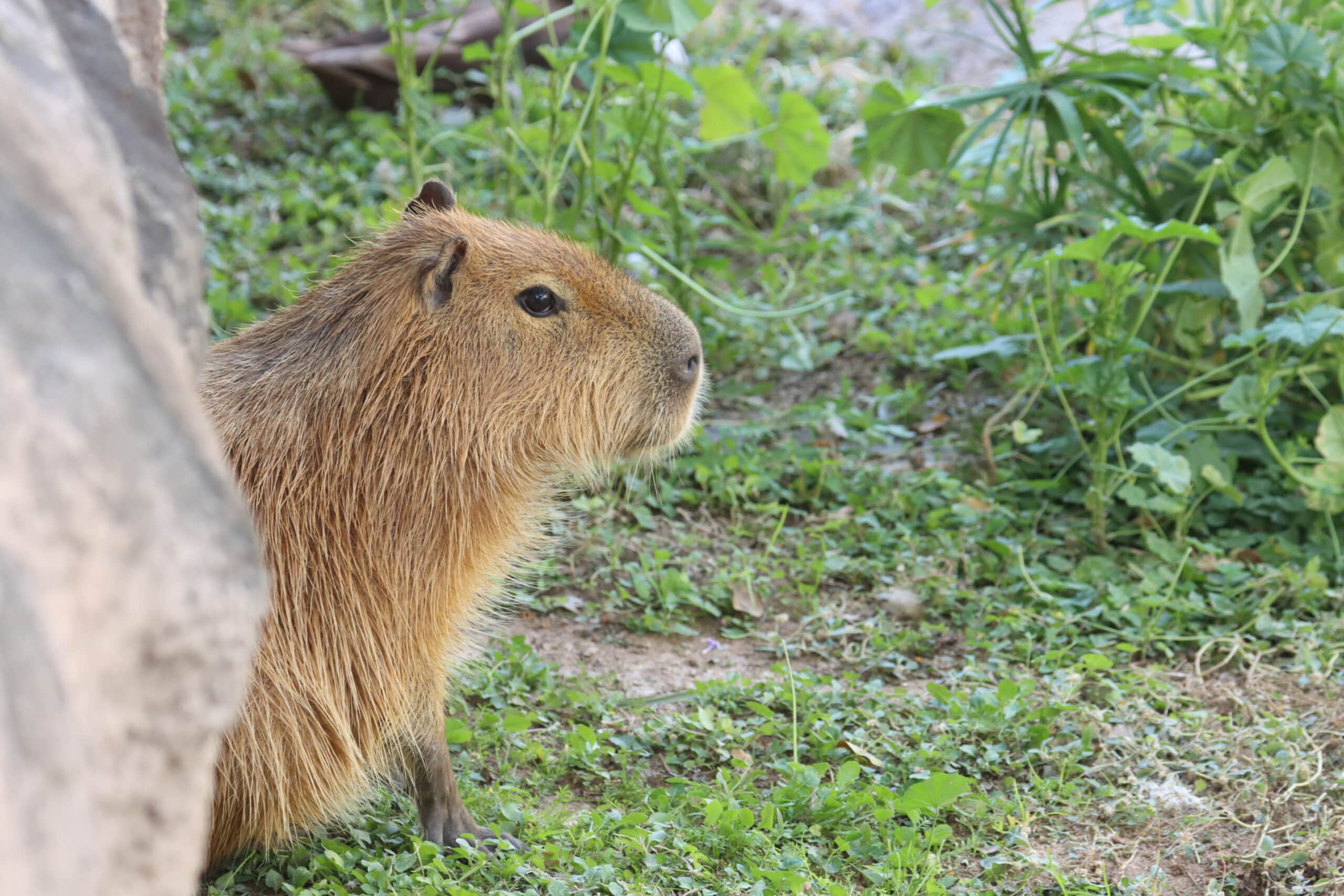 Capybara