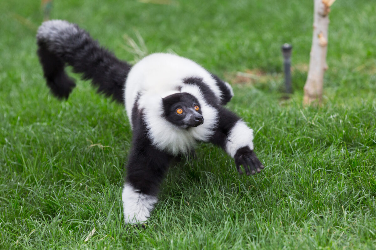 black-and-white ruffed lemur standing on the grass