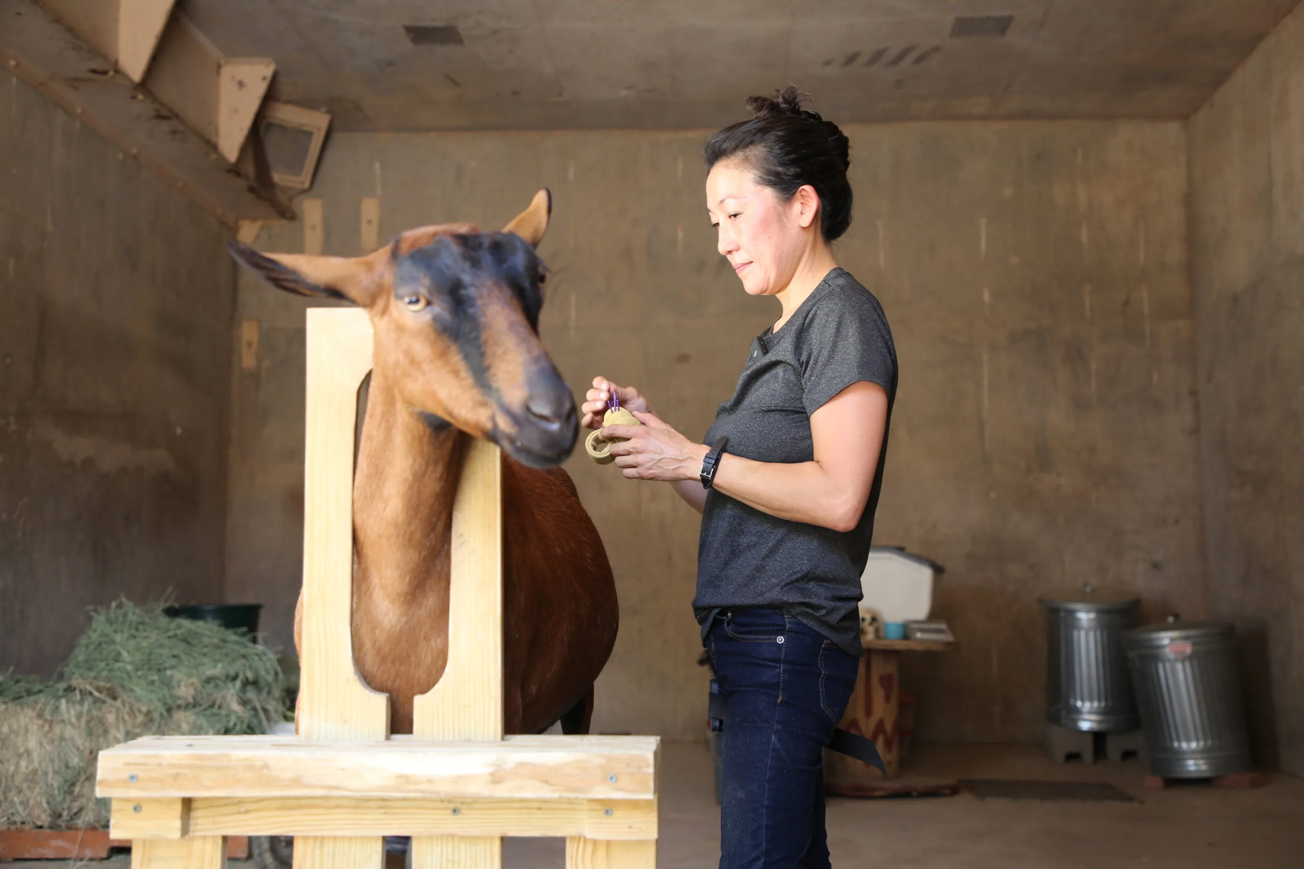 Reid Park Zoo Veterinary Team Needles in on a New Treatment for an Elderly Goat