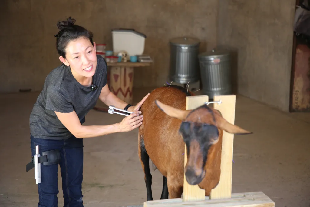 Dr Lauren using tuning fork with Ari the goat