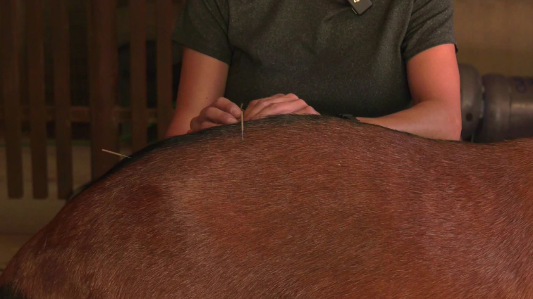 Goat acupuncture