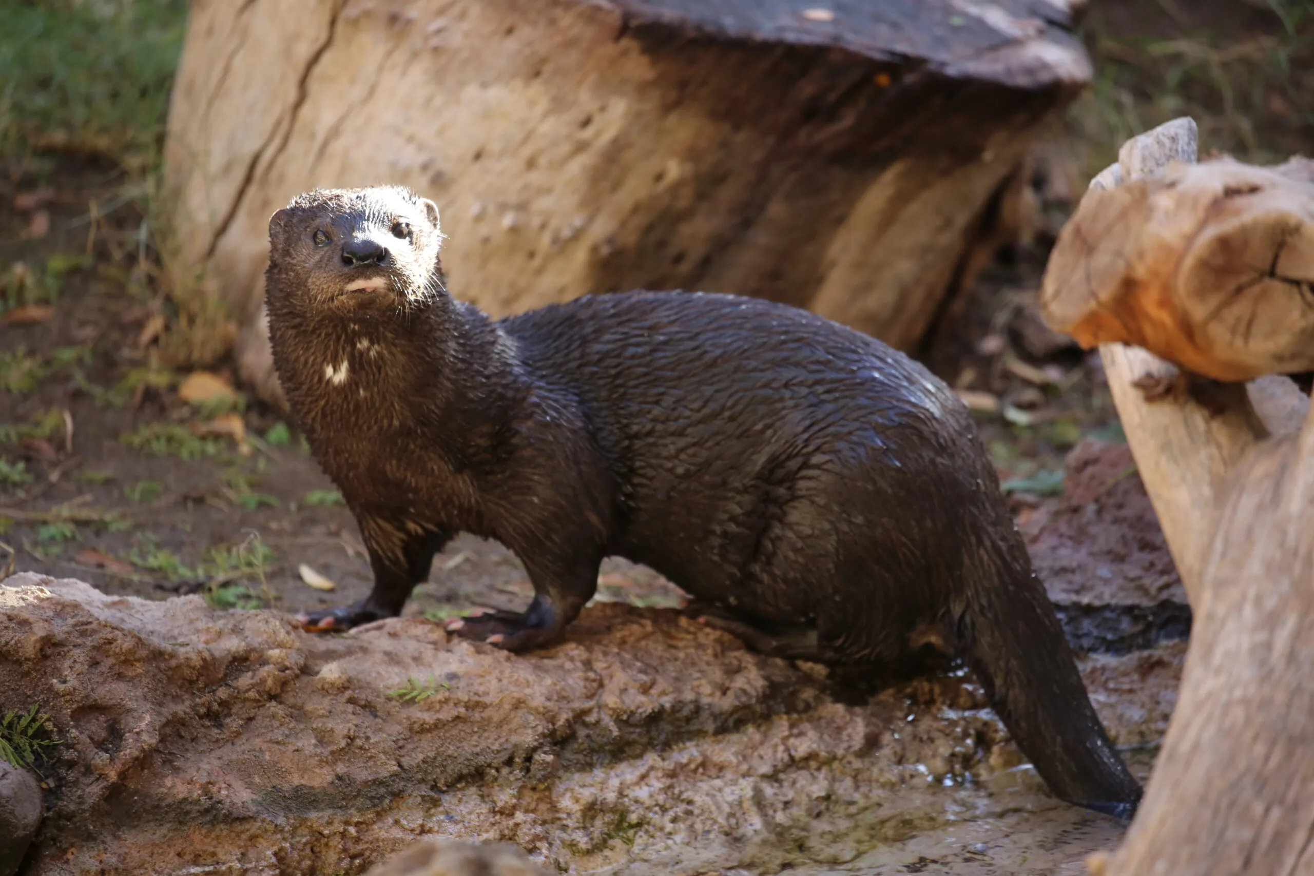 Pfeiffer the Otter Has Retired From Public Life