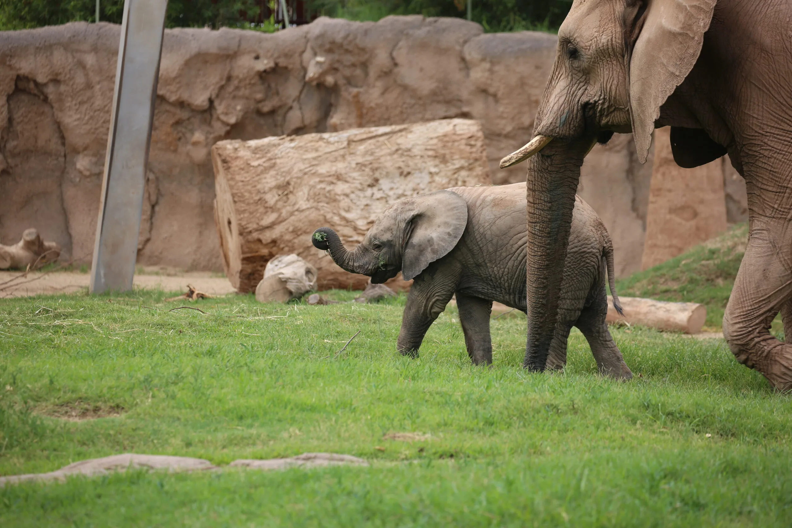 Zoo Hours: 9 a.m. to 4 p.m.