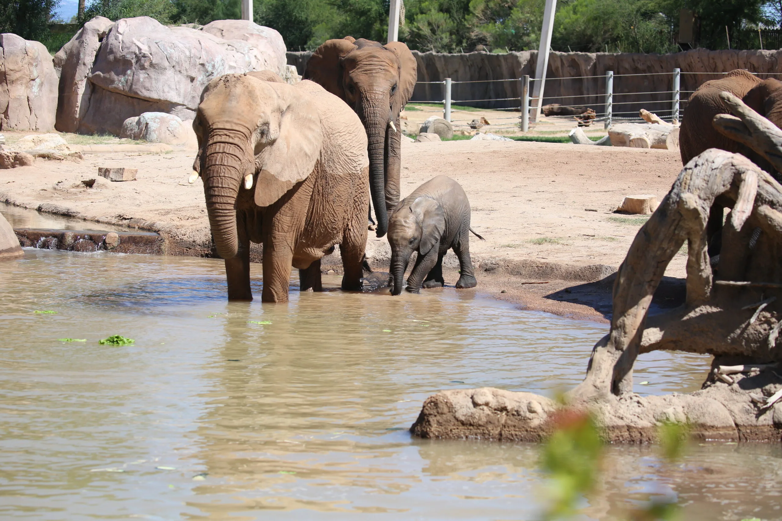 Meru Has Entered the Pool