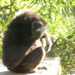 Mourning the Loss of Billy the Lar Gibbon