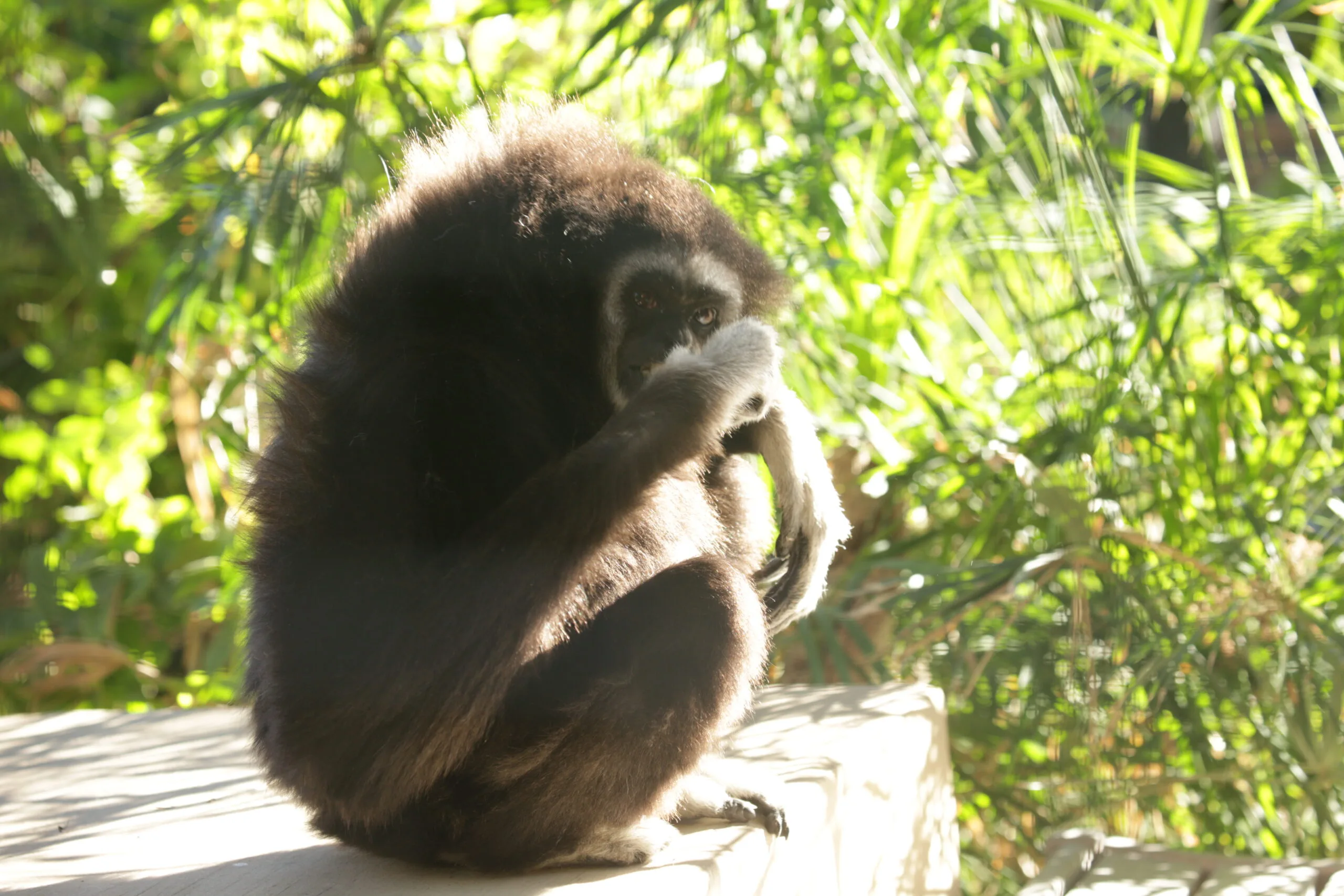 Mourning the Loss of Billy the Lar Gibbon