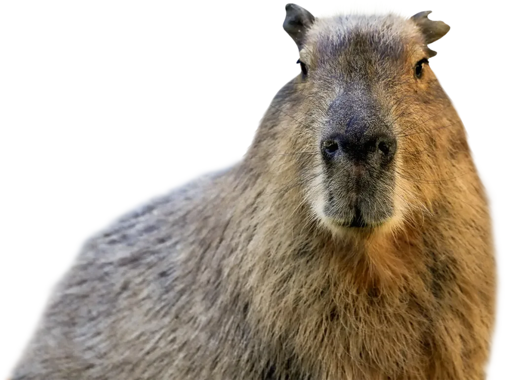 Capybara cutout looking at you