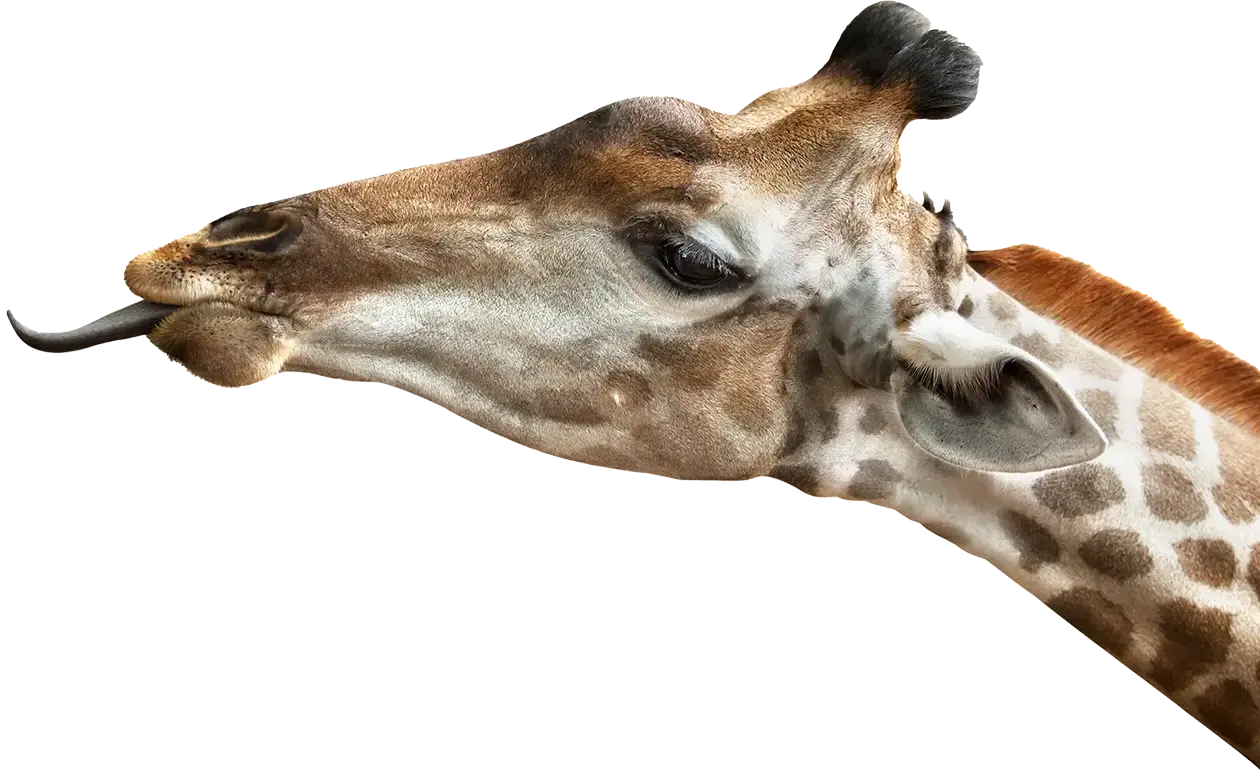 Giraffe tongue right side