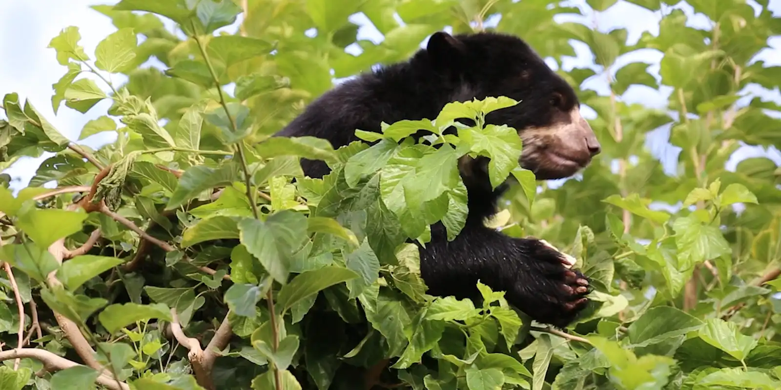 Internal Communication Software - ContactMonkey, image size:1600x800