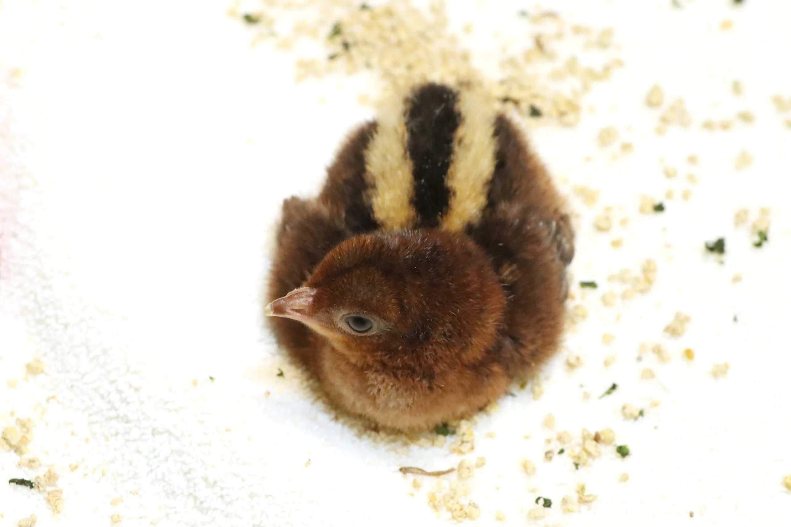 Argus Pheasant Chicks Hatch at Reid Park Zoo