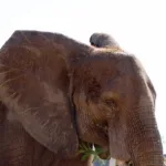 Reid Park Zoo Welcomes Tsavo the African Elephant 