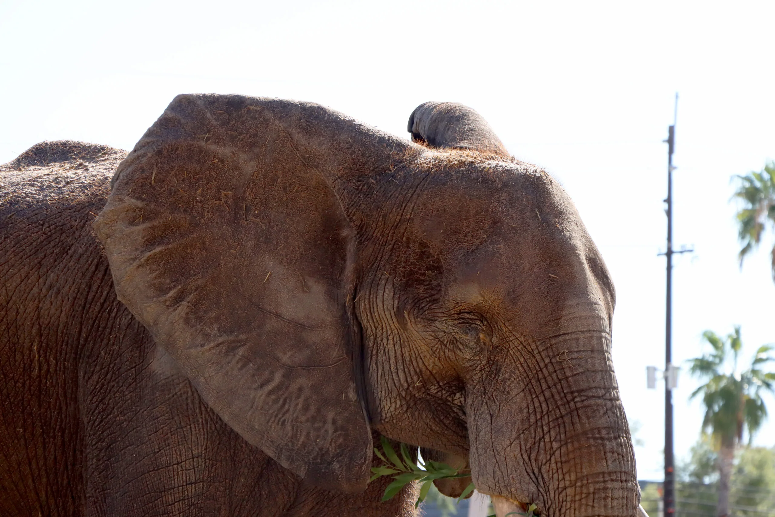 Reid Park Zoo Welcomes Tsavo the African Elephant 