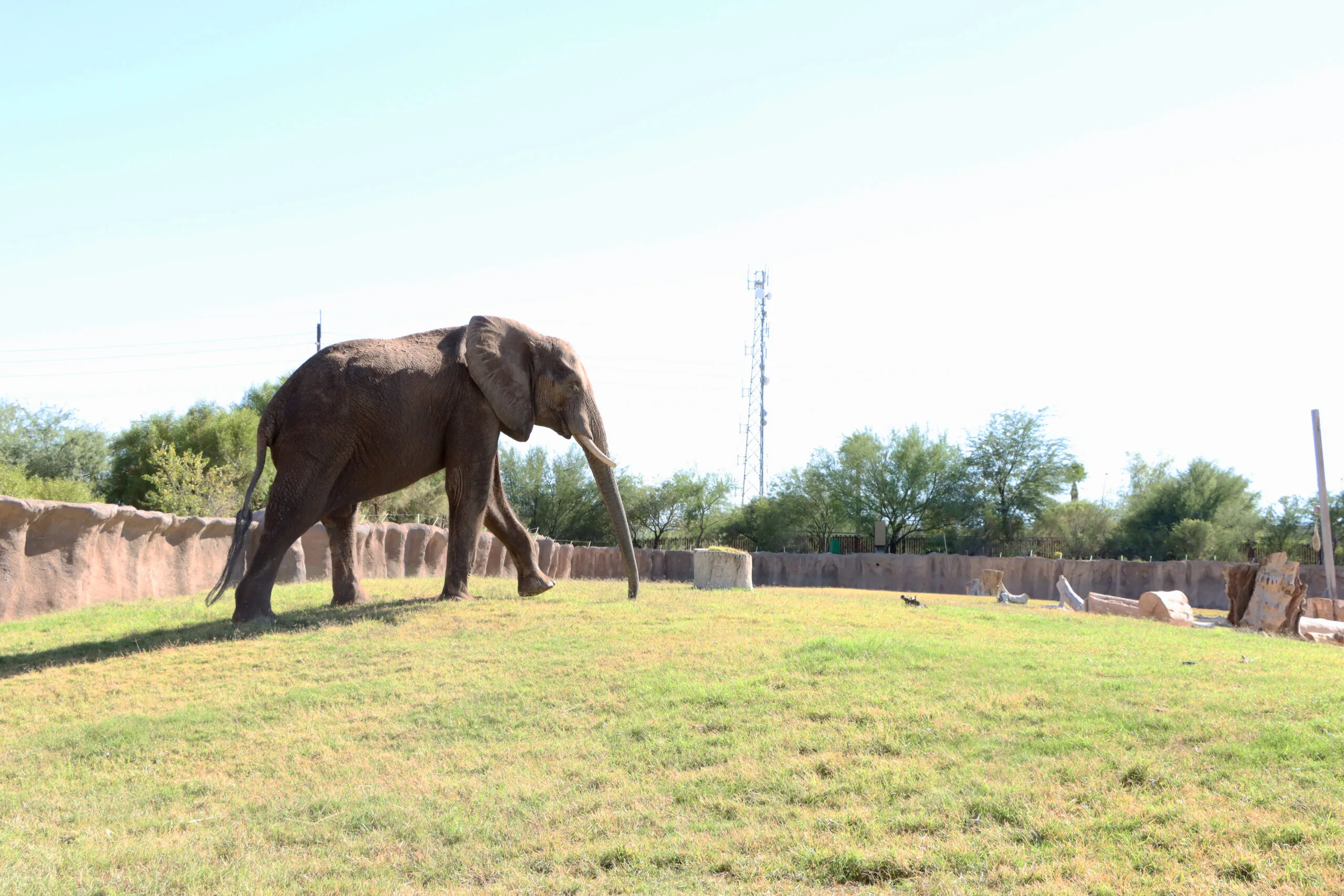 Elephant Tsavo On Hill