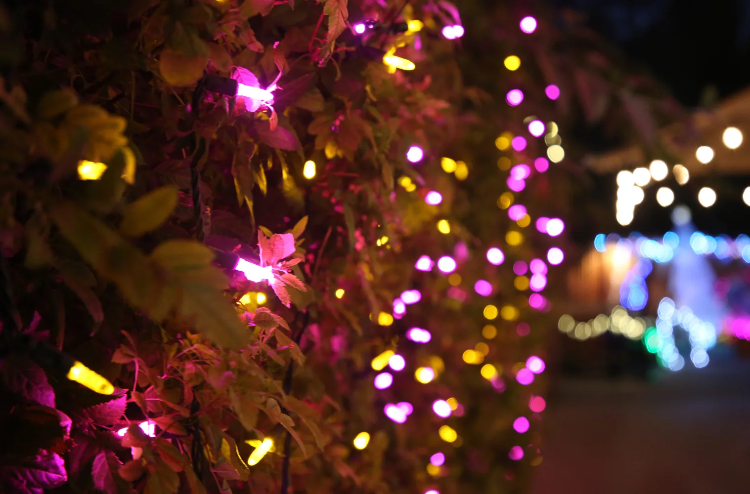 Sustainability for the Holidays