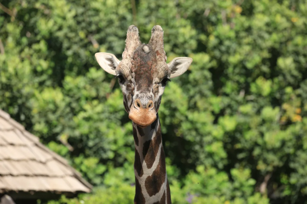 Giraffe jaseri may3 facing forward