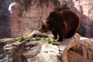 Bear Awareness Day 2025