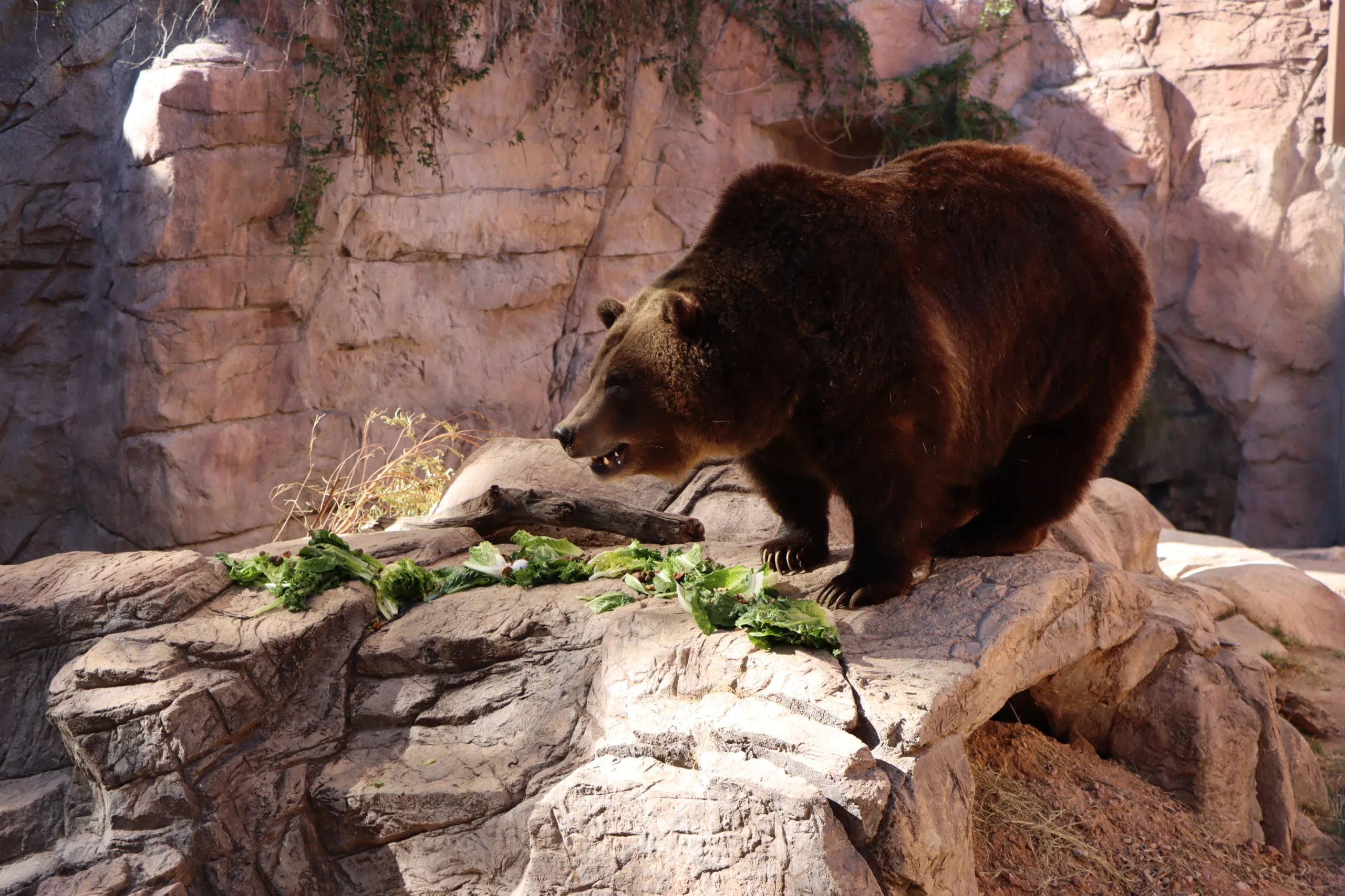 Bear Awareness Day 2025