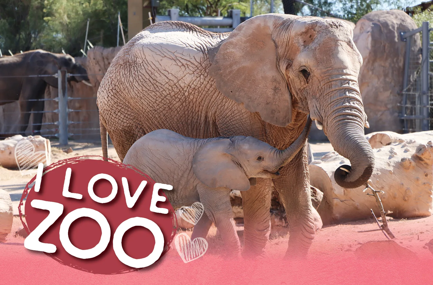 Web thumb i love zoo 2025