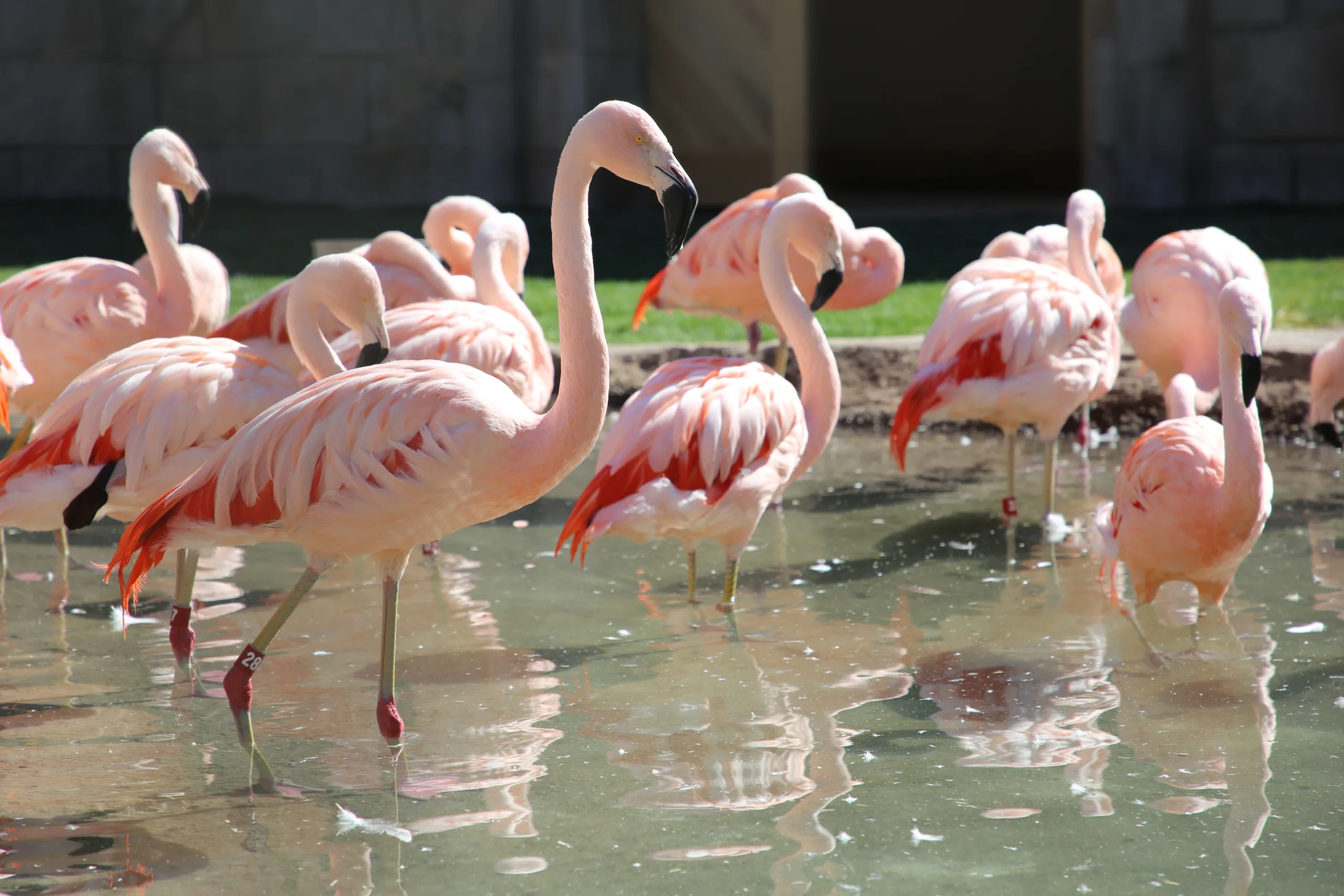 Flamingo flock in water (2)