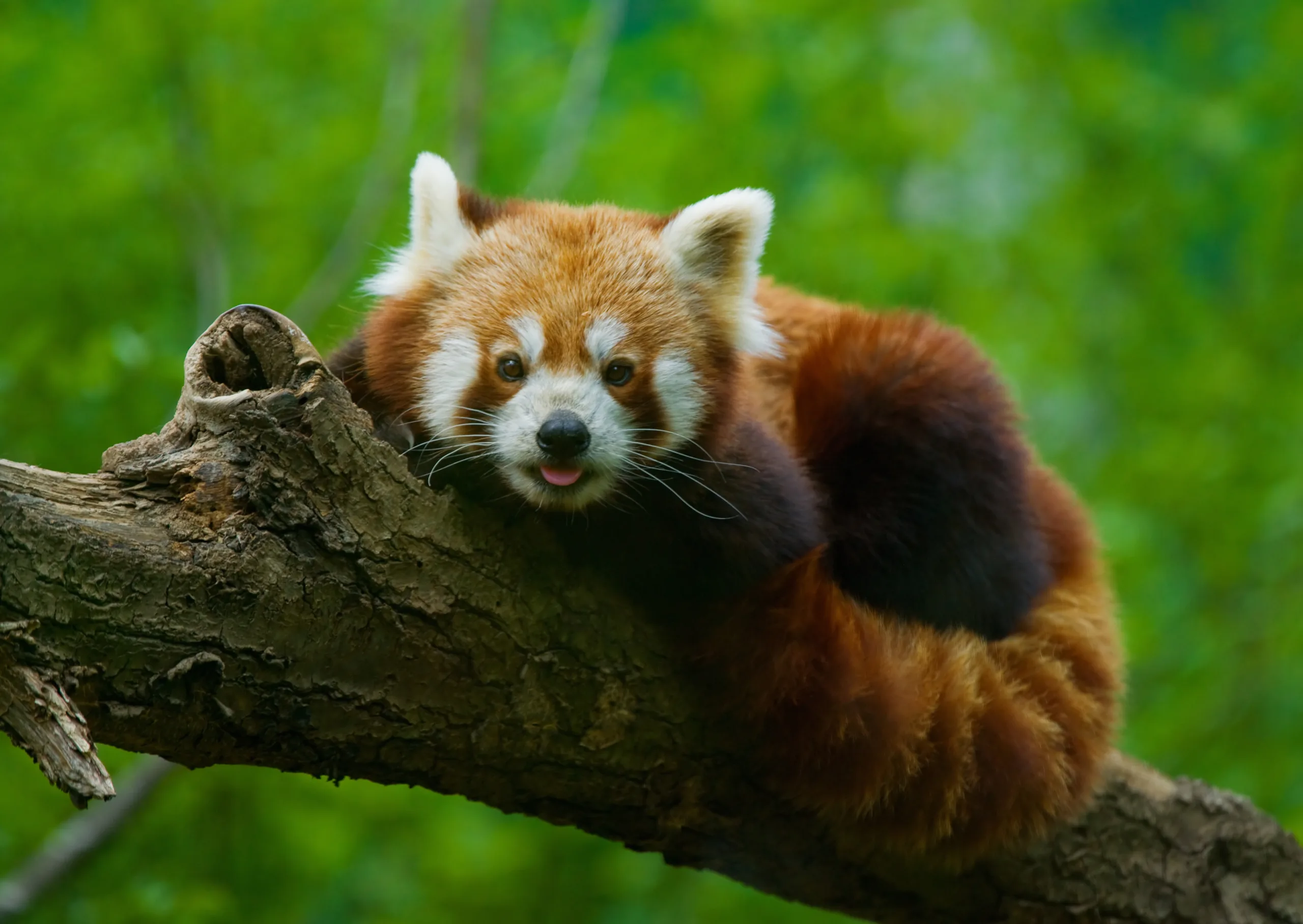 Red panda 6