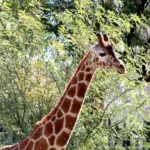 Reid Park Zoo Statement on Delayed Opening