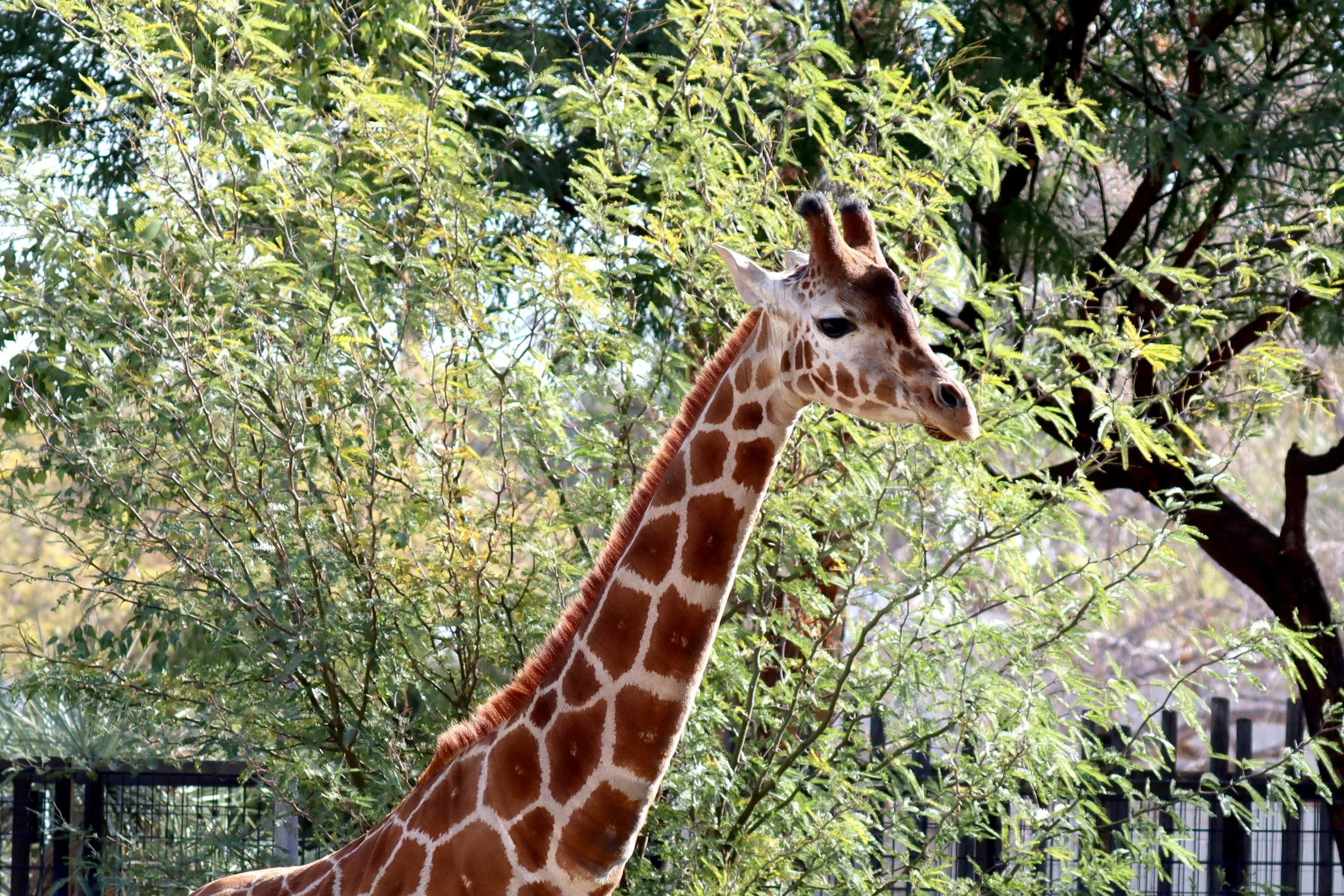 Reid Park Zoo Welcomes Msituni the Giraffe