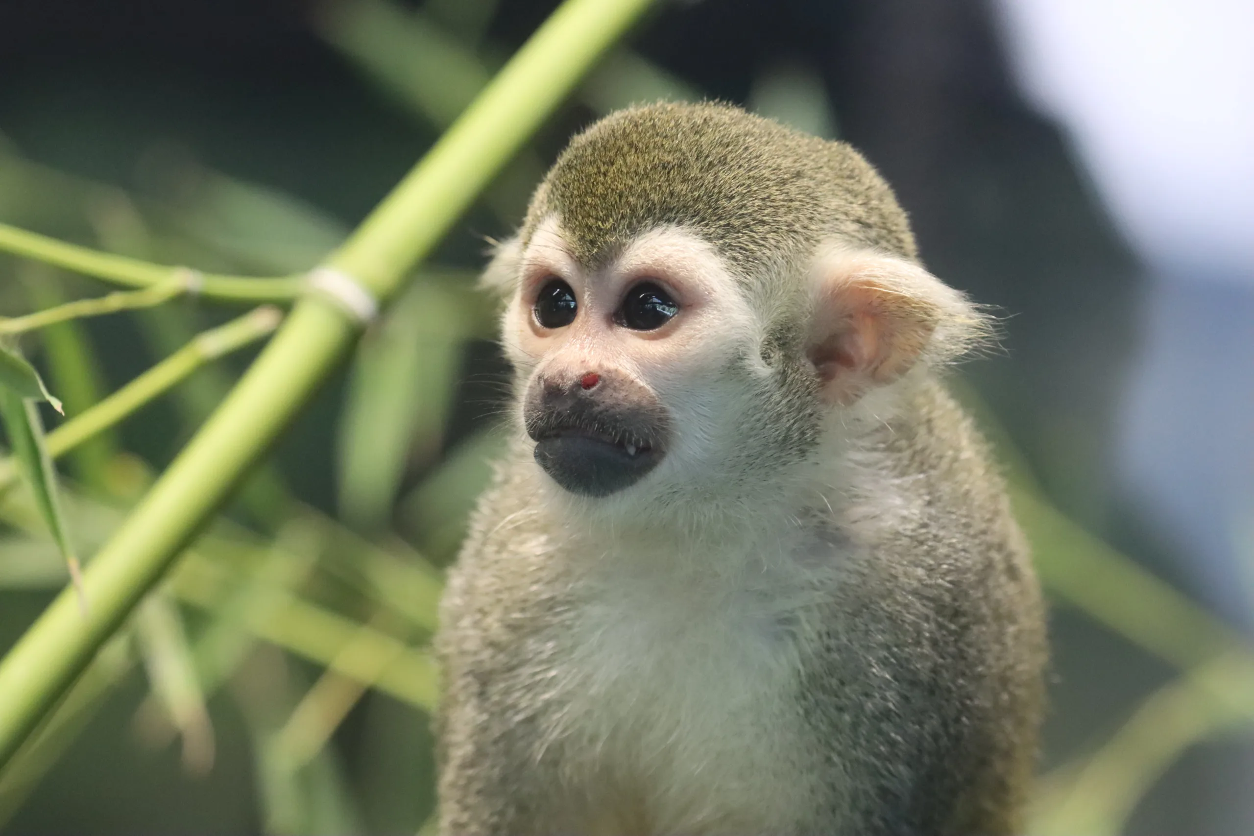 Squirrel Monkey Mango