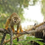 New Squirrel Monkeys Are Swinging Into Reid Park Zoo