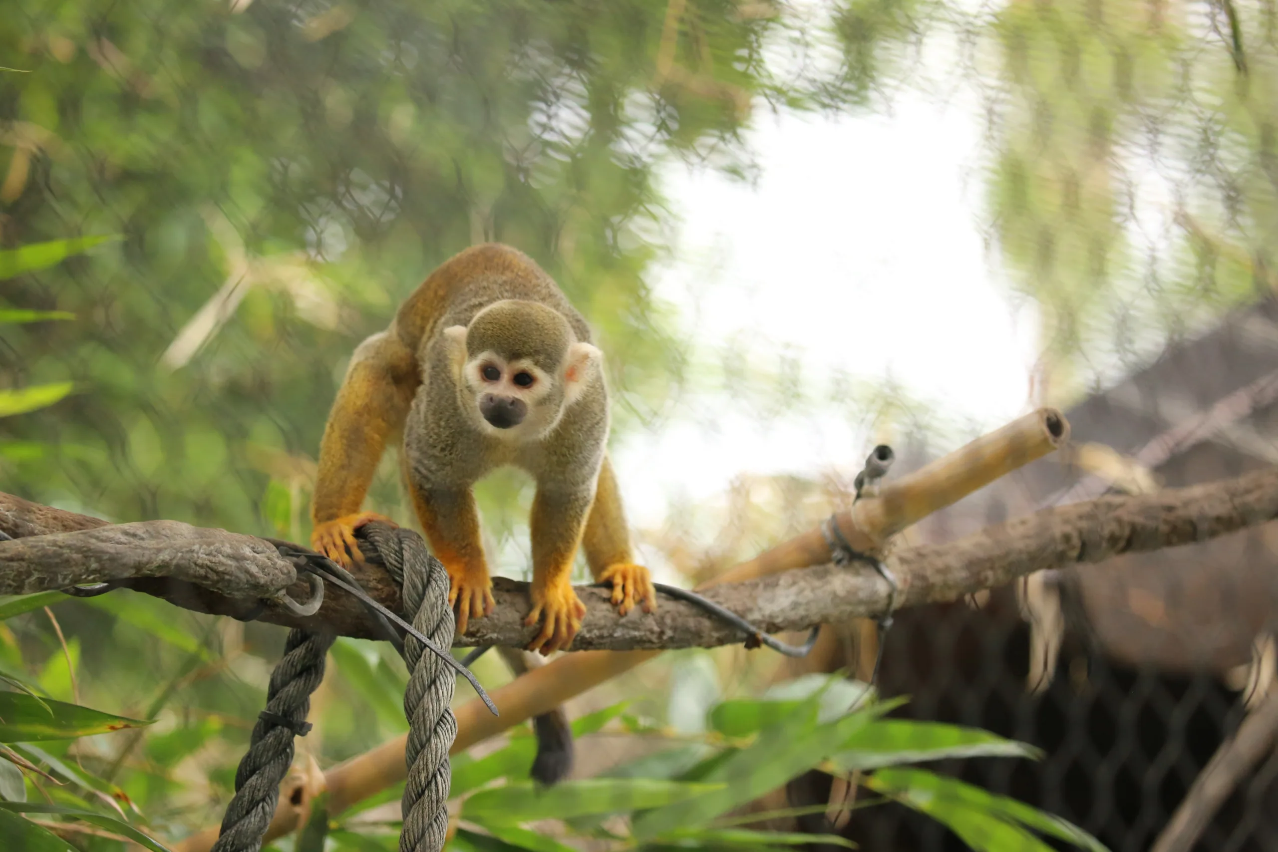 New Squirrel Monkeys Are Swinging Into Reid Park Zoo