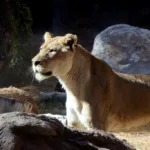 Remembering Kaya the African Lion