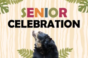 Senior Celebration 2025