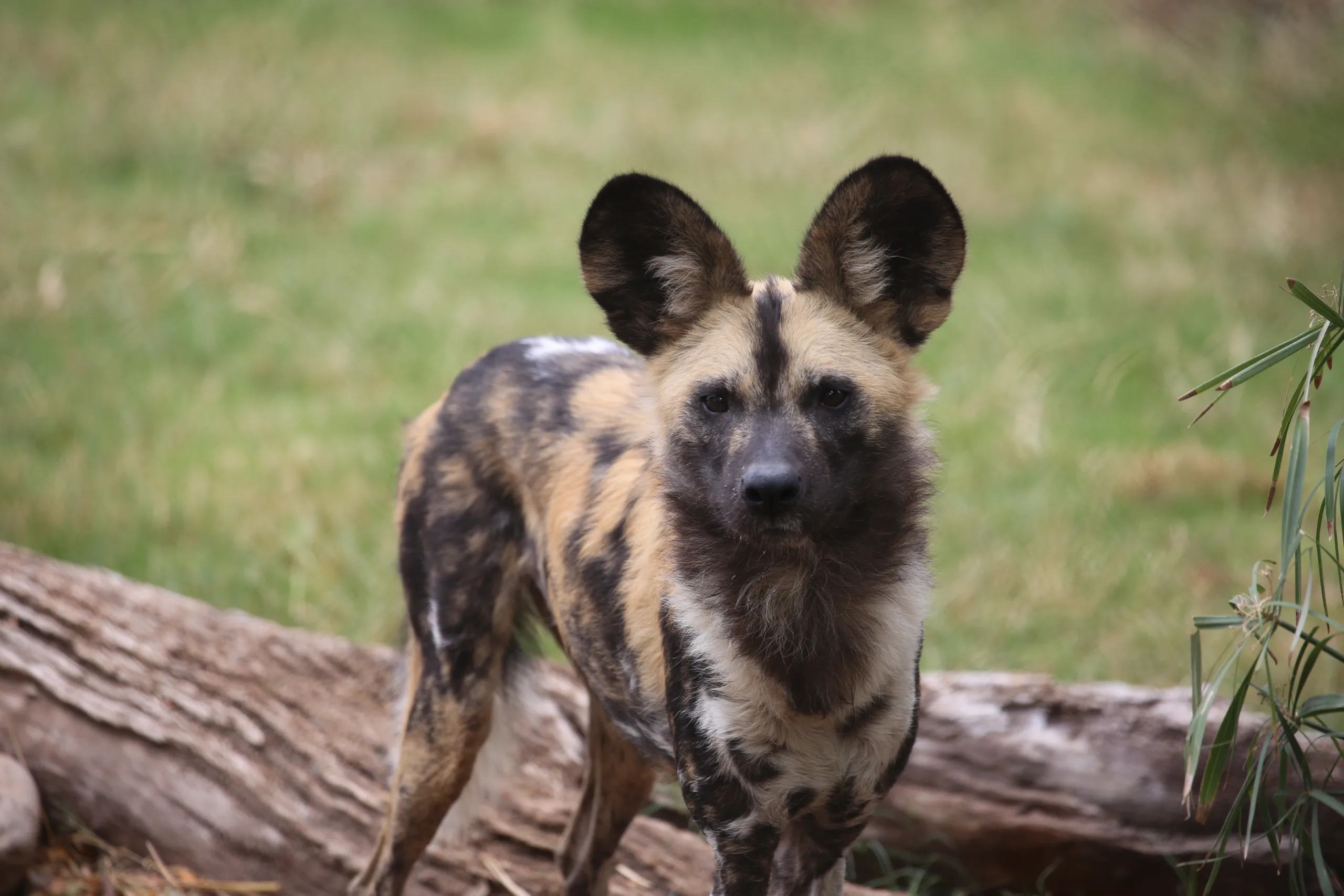 Cricket wild dog face
