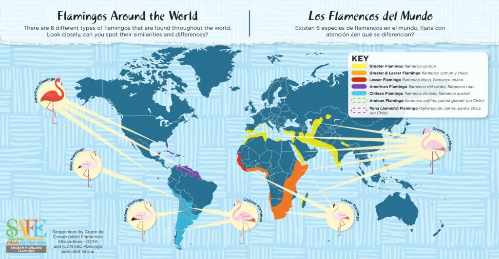 Flamingo safe world map all 6 species 1024x532