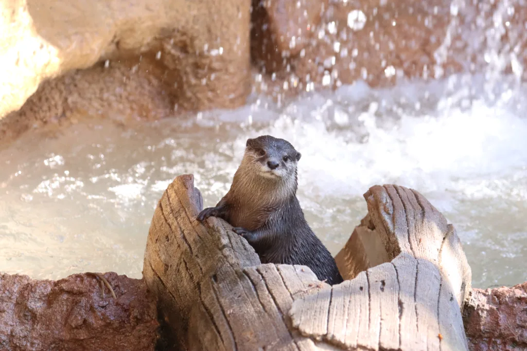 Otter berani on slide waterfall