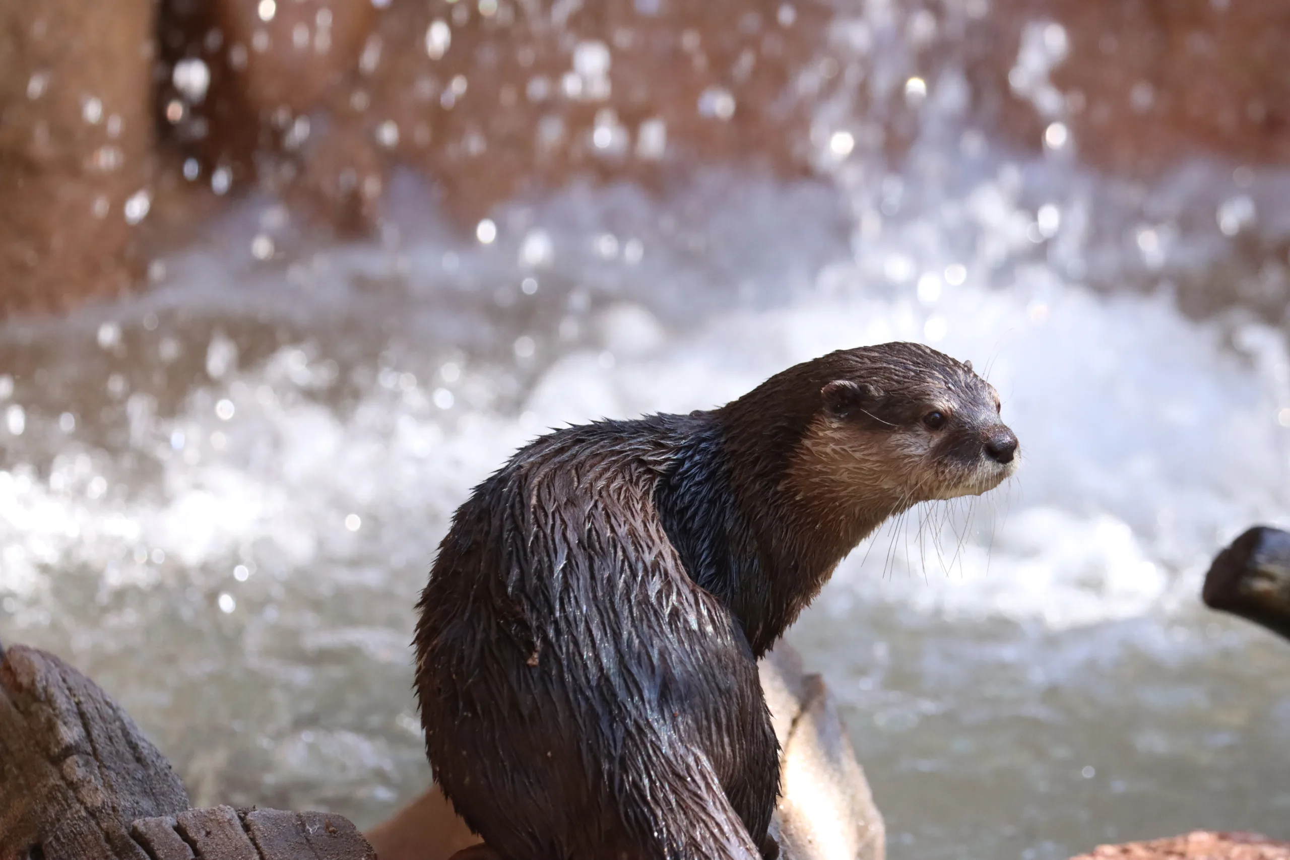 Otter berani first day log slide waterfall2