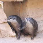 Otters Berani and Little Frei Stepping Out