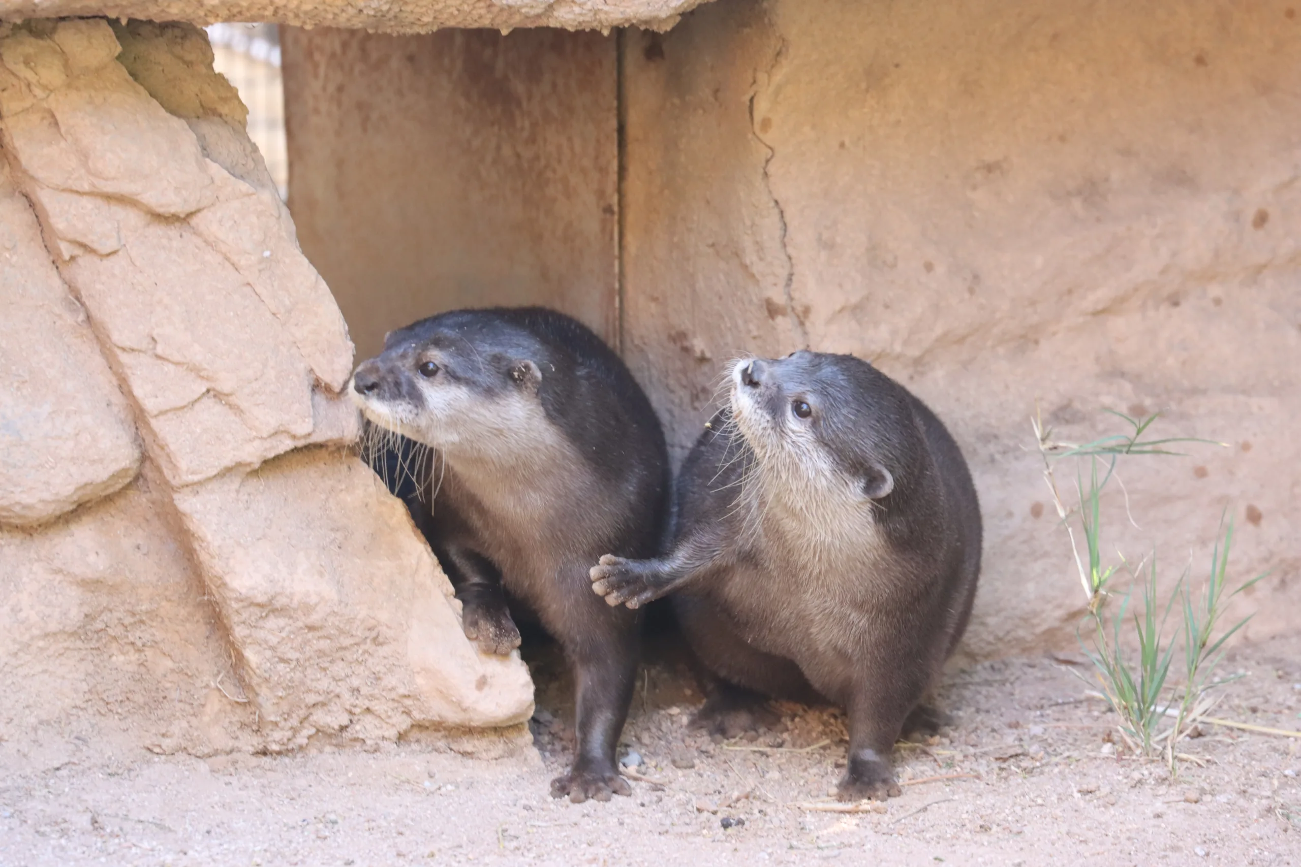 Otters Berani and Little Frei Stepping Out