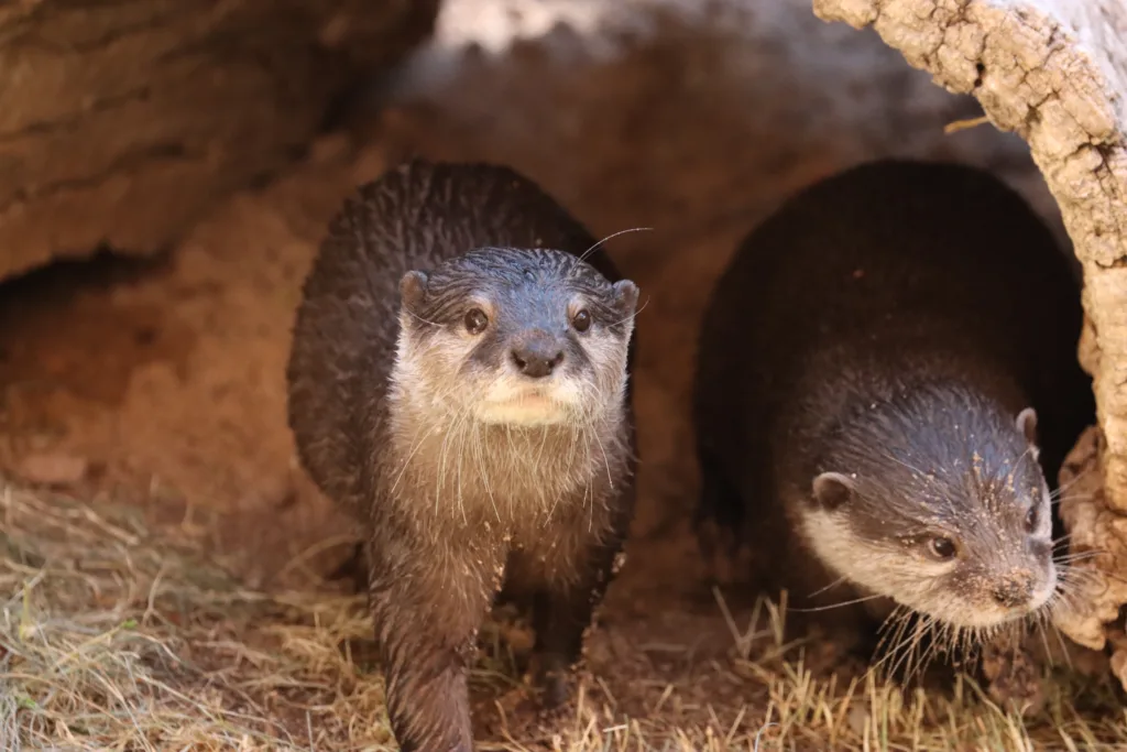 Otter little frei berani first day in log facing forward
