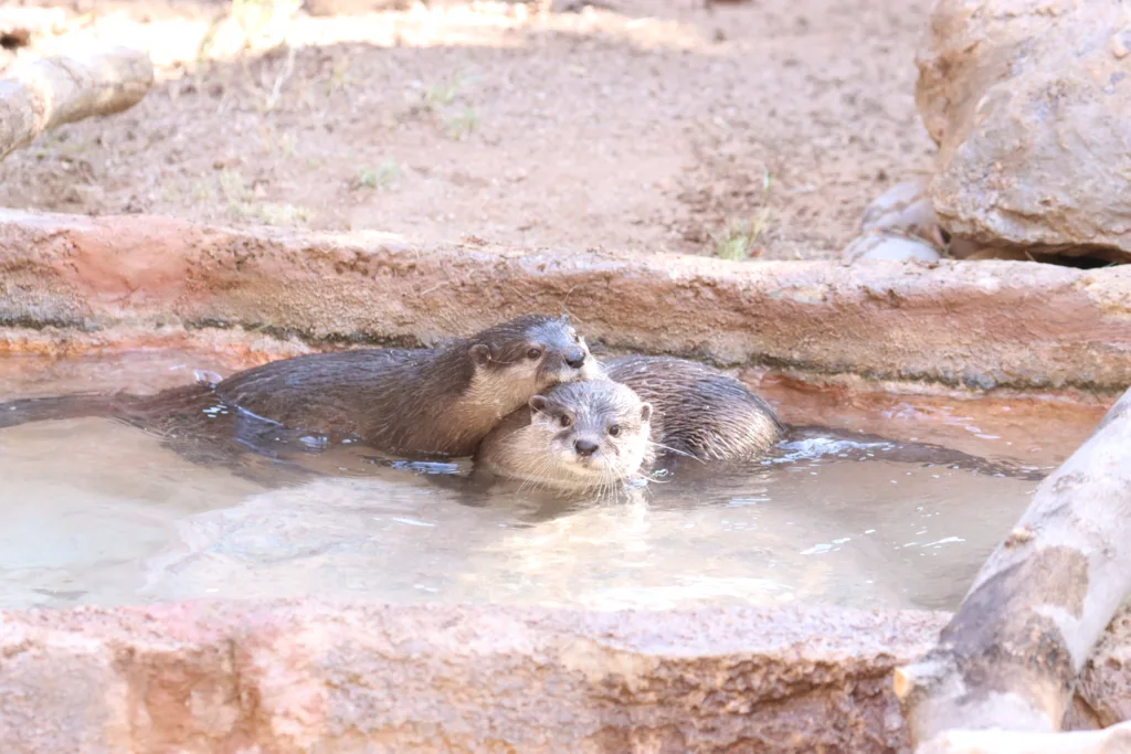 Otters little frei and berani in the river on their first day on habitat